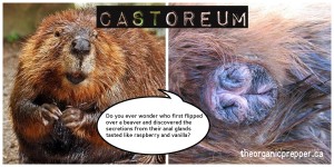 OPbeavercastoreum