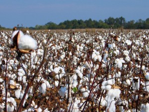 cotton field