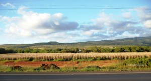 corn molokai