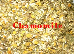 chamomile