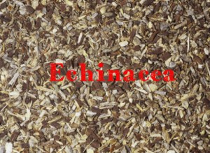 echinacea