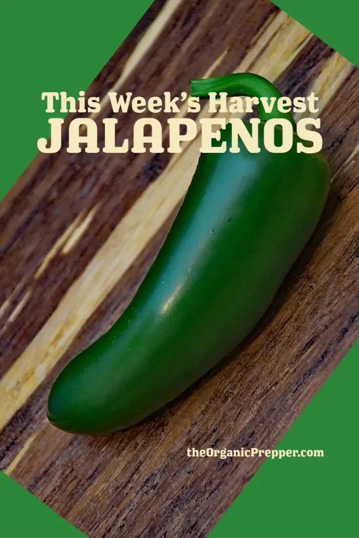 This Week\'s Harvest: Jalapenos