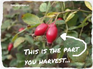 rose hips on bush