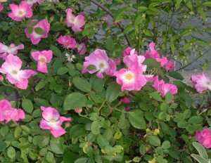 wild roses