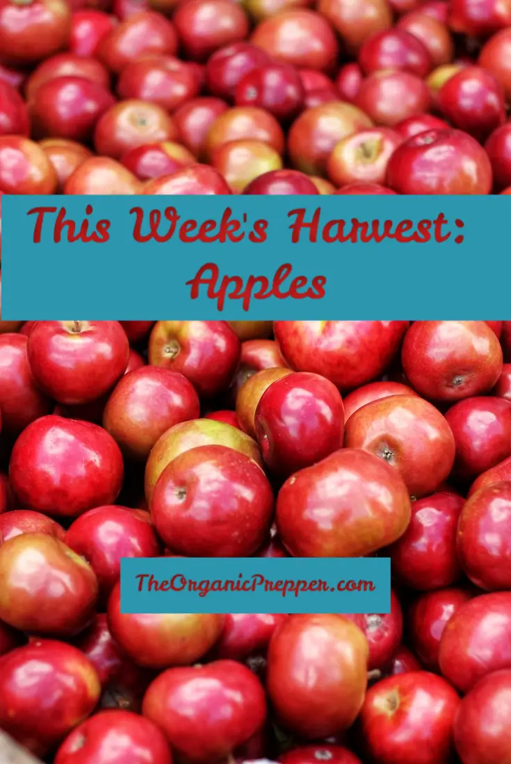 This Week\'s Harvest: Apples