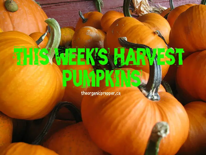 This Week\'s Harvest: Pumpkins