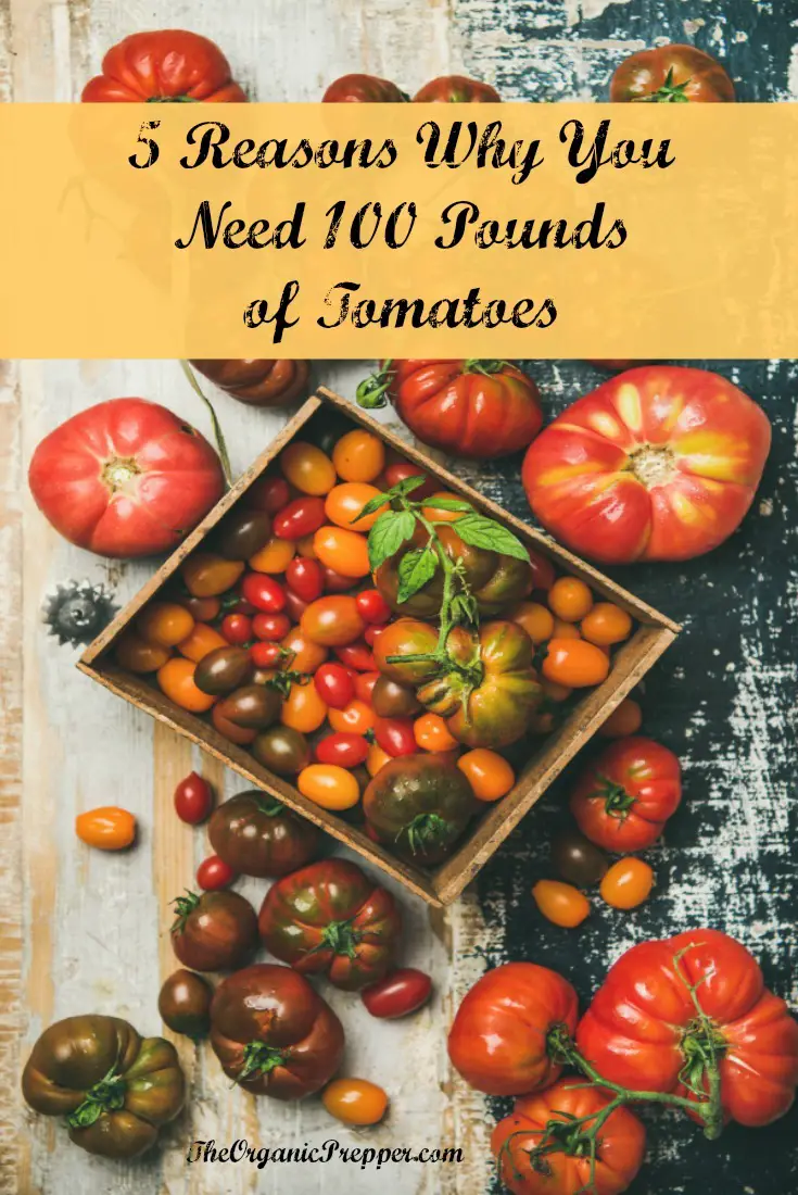 5 Reasons Why You Need 100 Pounds of Tomatoes