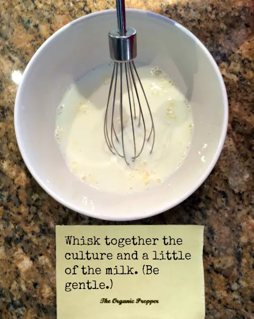 whisk together culture and milk