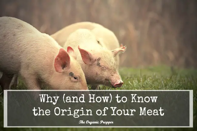 Why and How to Know the Origin of Your Meat | The Organic Prepper