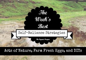 3 10 Self Reliance Strategies