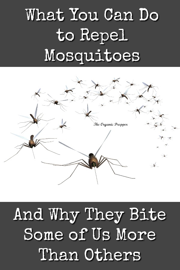 What You Can Do to Repel Mosquitoes The Organic Prepper