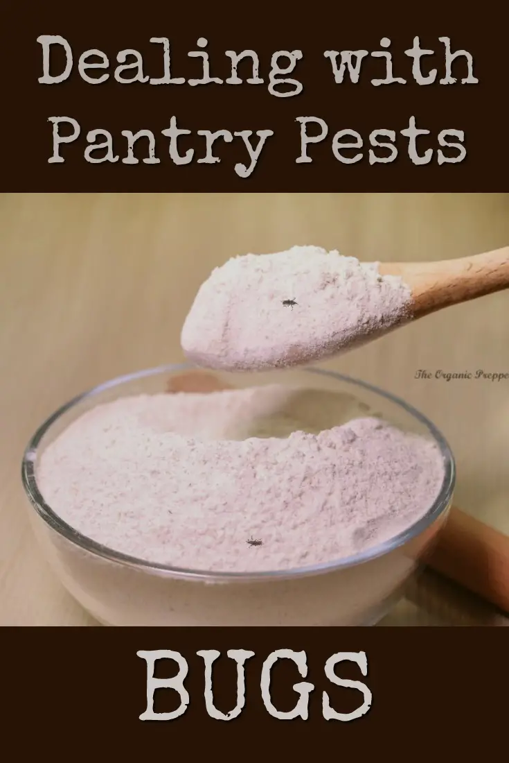 Dealing with Pantry Pests: Bugs