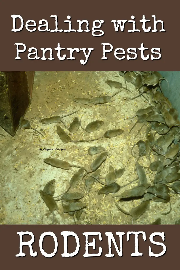 Dealing with Pantry Pests: Rodents