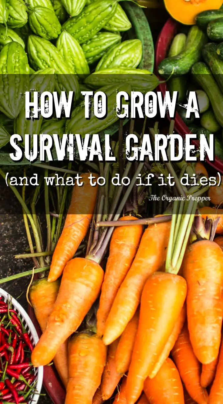 How to Grow a Survival Garden (and What to Do If It Dies)