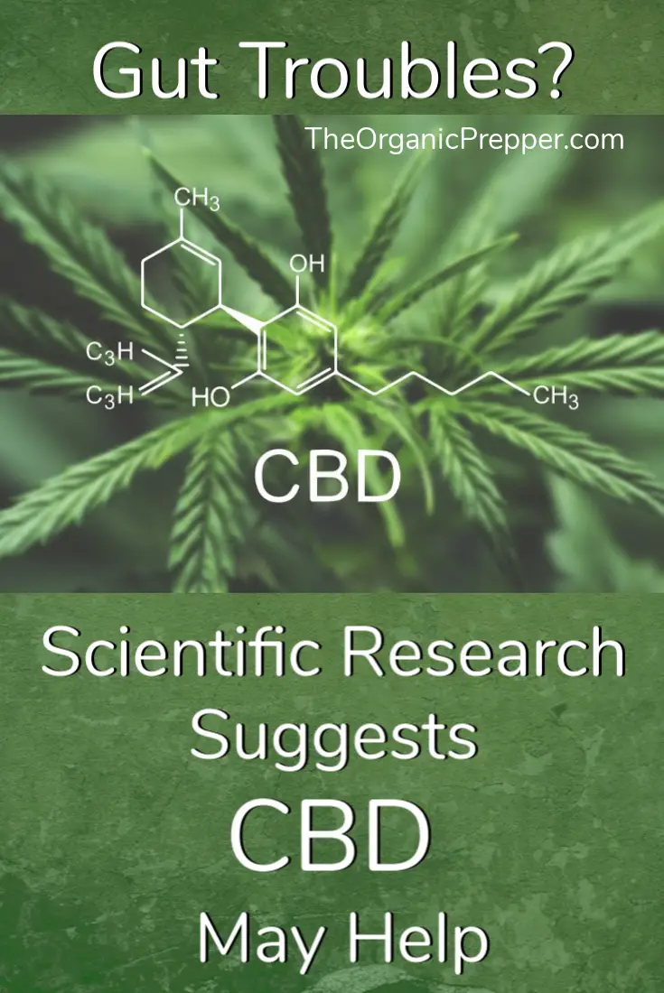 Got Gut Troubles or Inflammation? Research Suggests CBD May Help