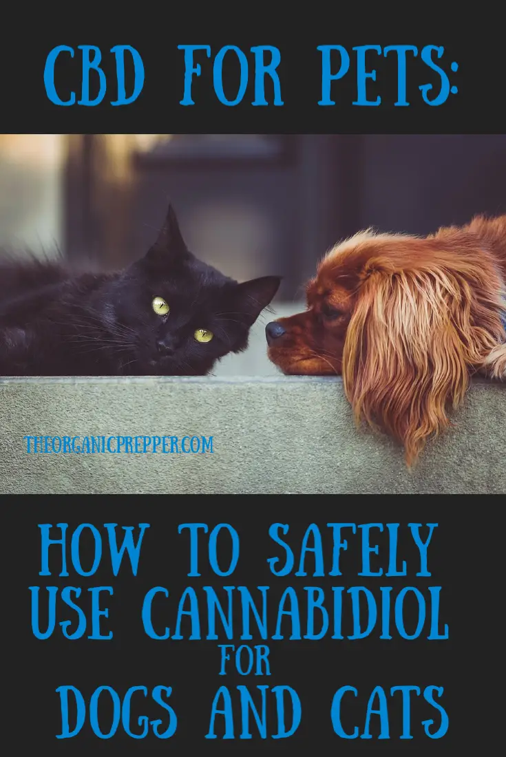 CBD for Pets: How to Safely Use Cannabidiol for Dogs and Cats