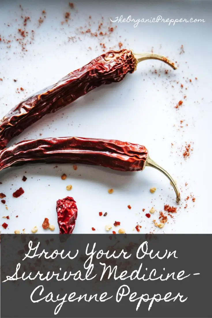 Grow Your Own Survival Medicine: Cayenne Pepper