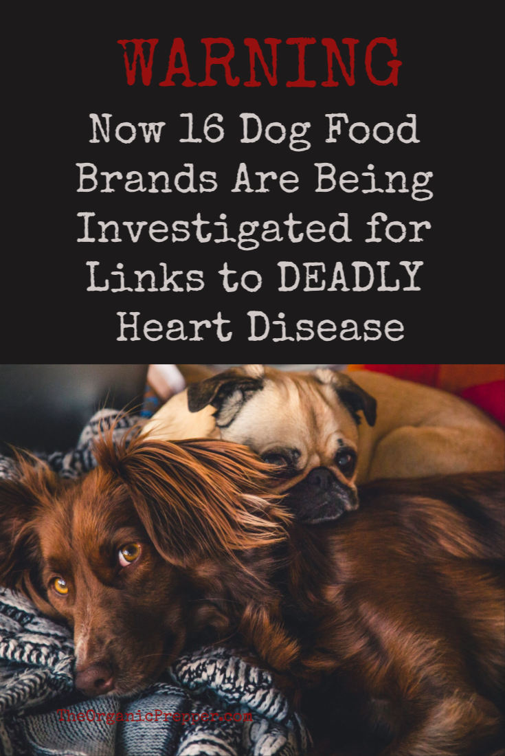 16 Dog Food Brands Investigated for Links to Heart Disease