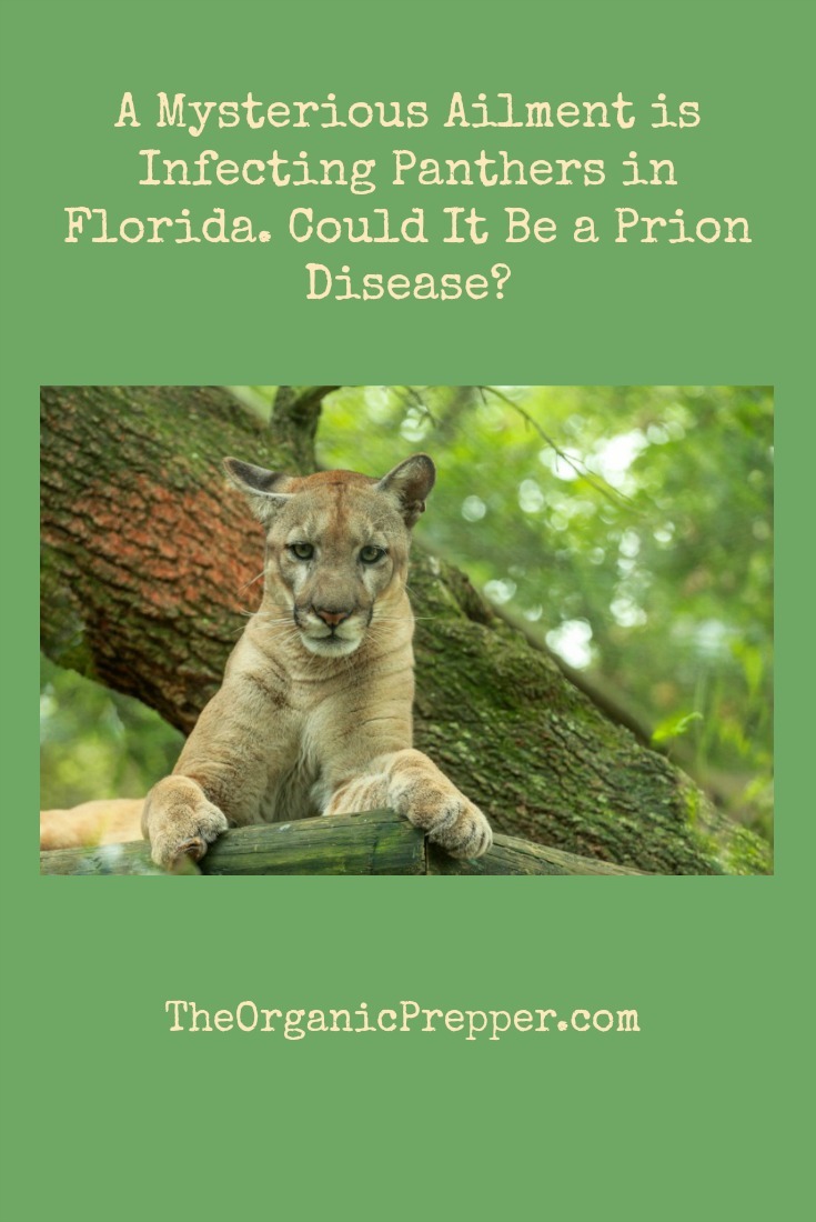 A Mysterious Ailment is Infecting Panthers in Florida. Could It Be a Prion Disease?