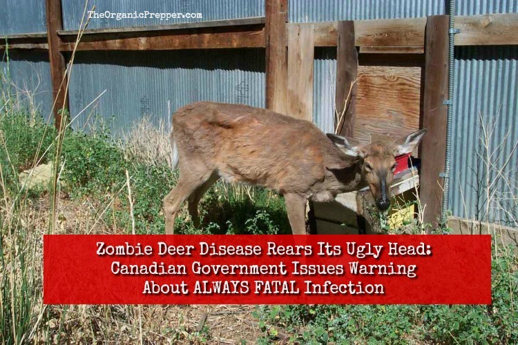 Canadian Government Issues Warning About Zombie Deer Disease