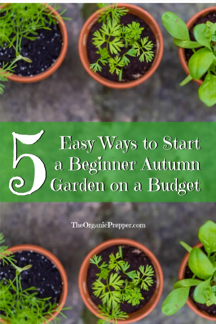 5 Easy Ways to Start a Beginner Autumn Garden on a Budget