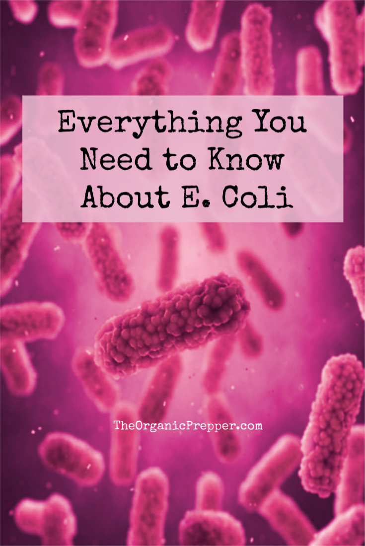Everything You Need to Know About E. Coli