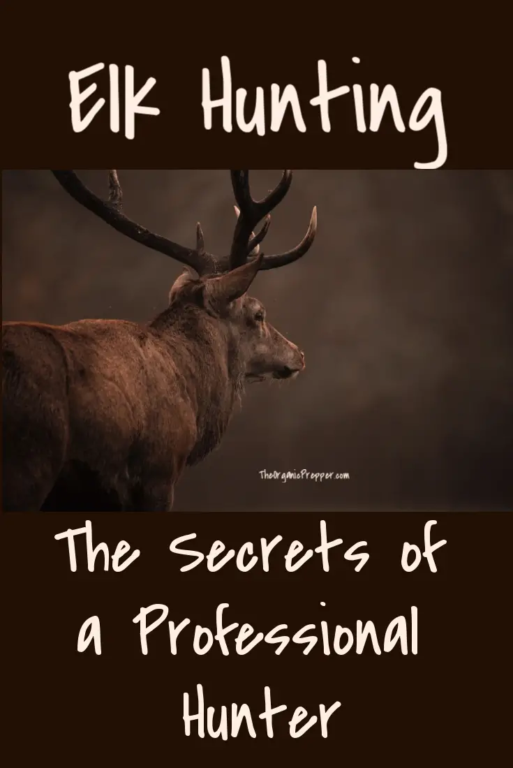 Elk Hunting: The Secrets of a Professional Hunter