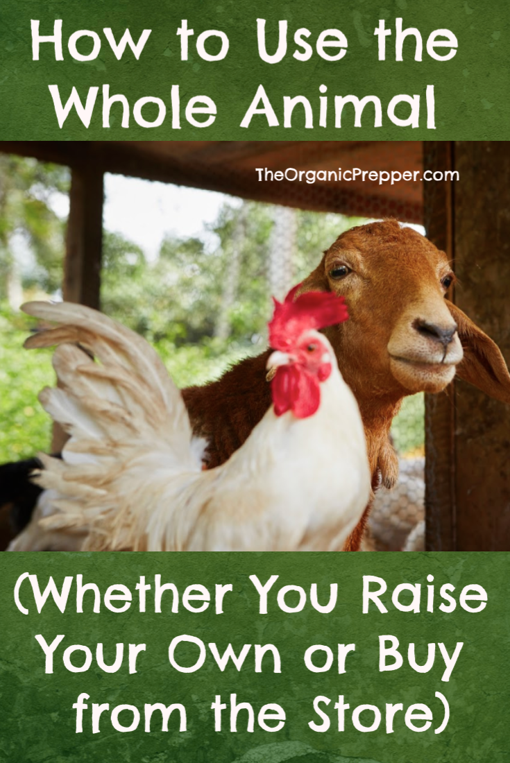 How to Use the Whole Animal (Whether You Raise Your Own or Buy from the Store)