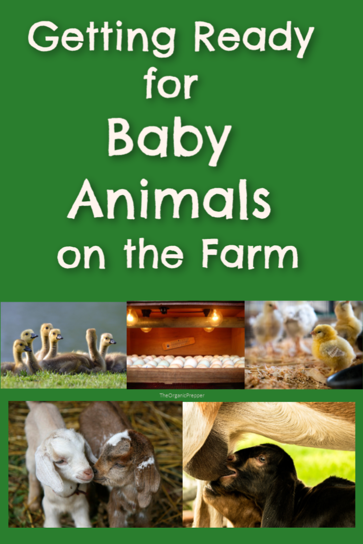 Getting Ready for Baby Animals on the Homestead