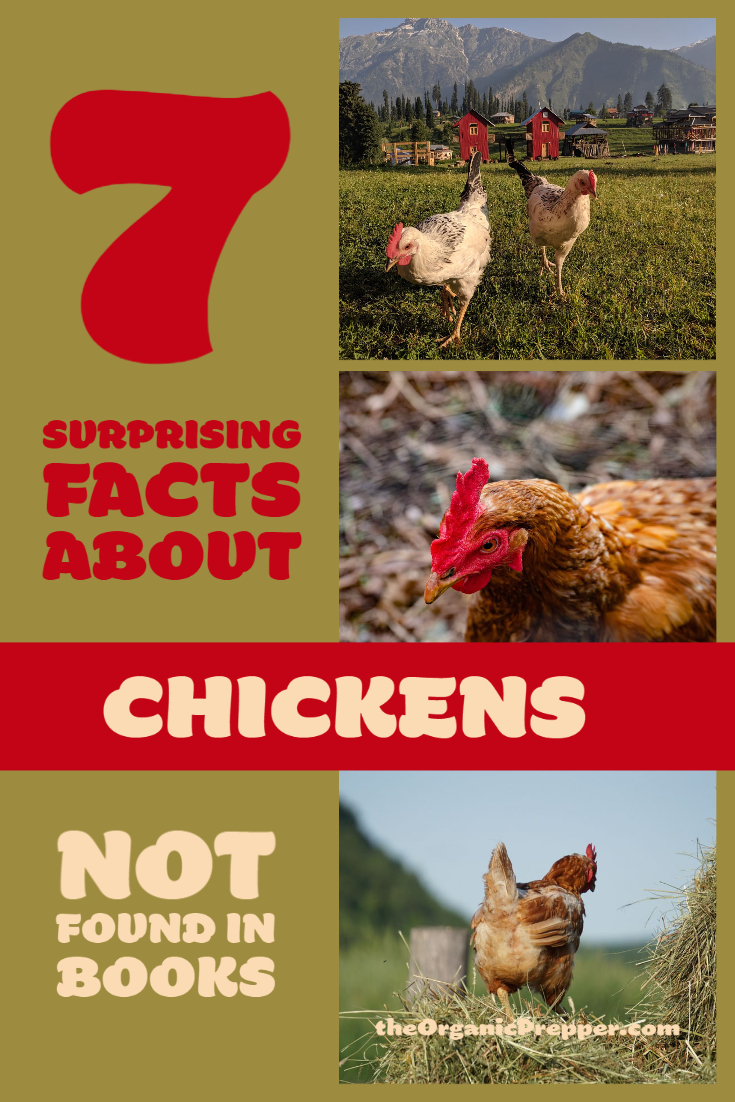7 Surprising Facts About Chickens Not Found in Books