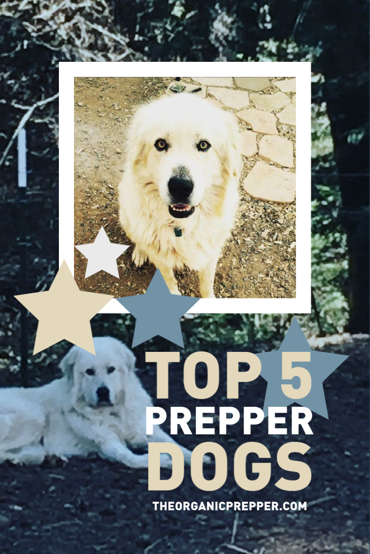 Not All Dogs Are Suited For Survival: 5 Suggestions to Help You Choose