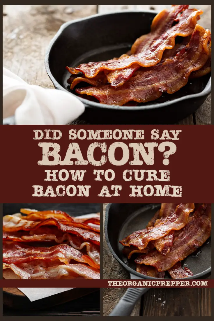 Did Somebody Say Bacon? How to Cure Bacon at Home