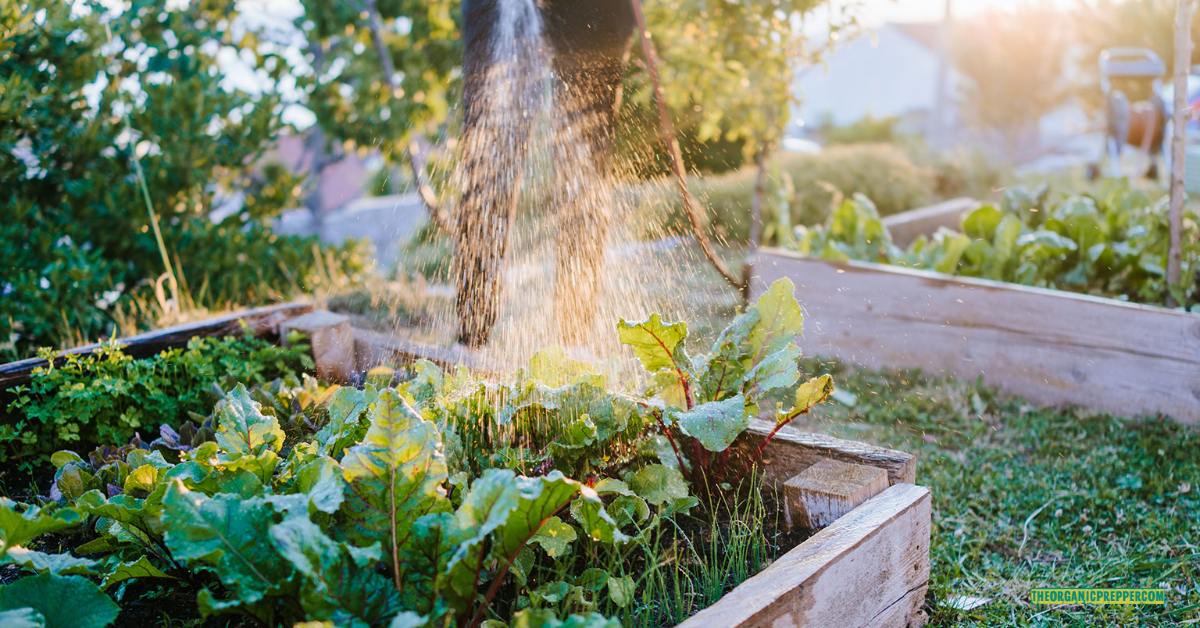 How to Grow Your Own Urban Vegetable Garden The Organic Prepper