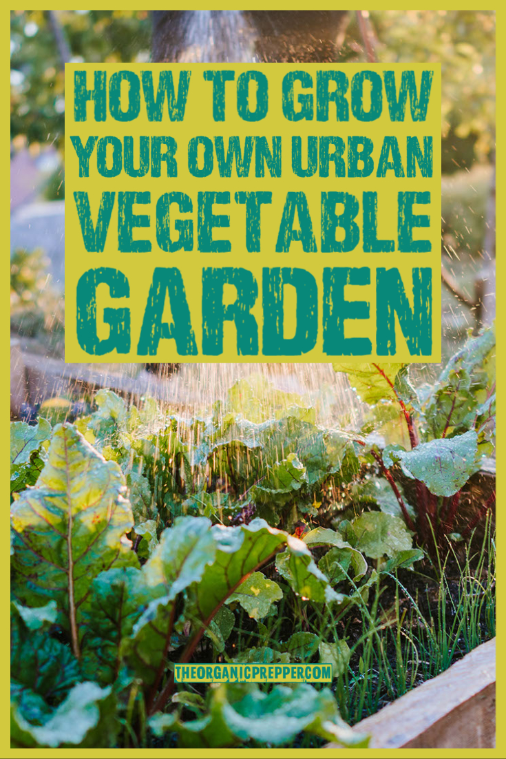 How to Grow Your Own Urban Vegetable Garden