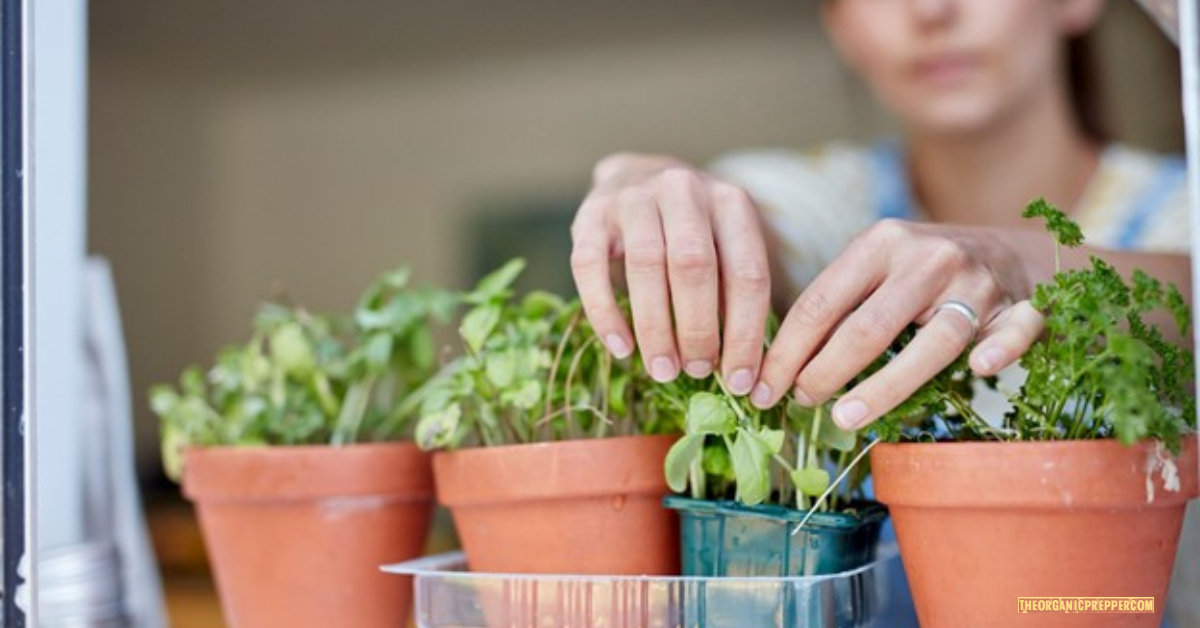 How to Grow an Indoor Garden