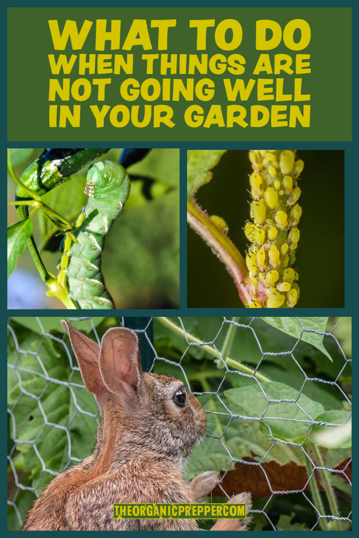 What to Do When Things Are Not Going Well in Your Garden