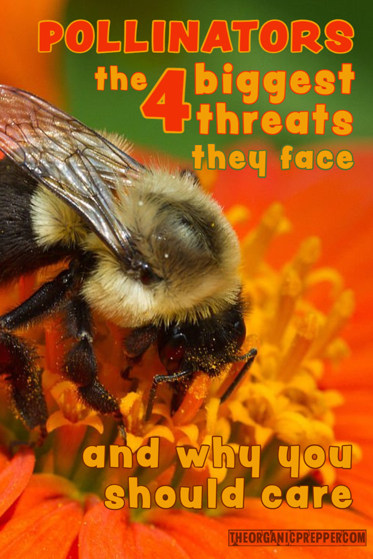 Pollinators, the 4 Biggest Threats They Face, and Why You Should Care