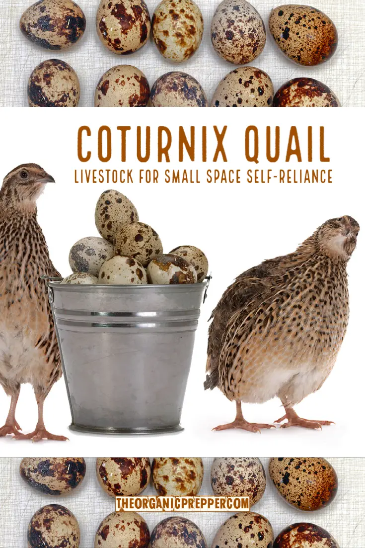 Coturnix Quail: Livestock for Small Space Self-Reliance