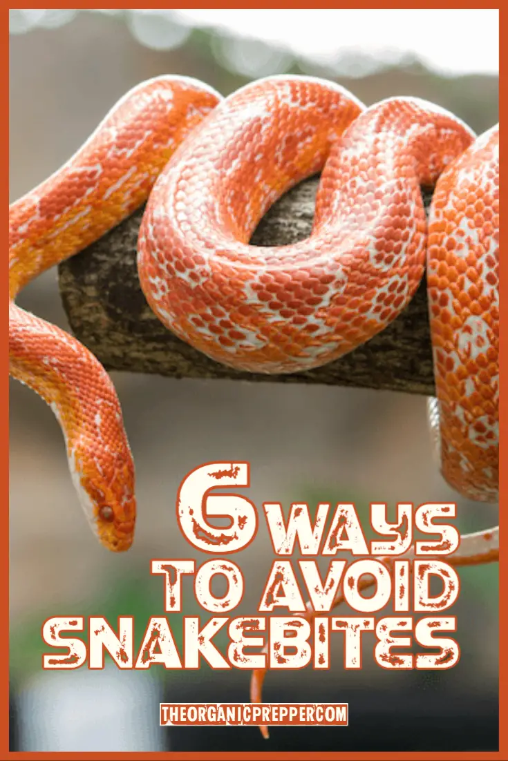 6 Ways to Avoid Snakebites