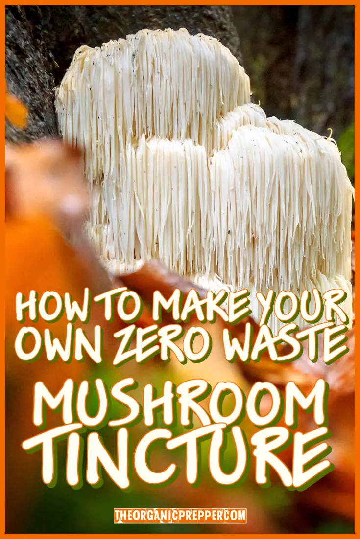 How to Make Your Own Zero-Waste Mushroom Tincture