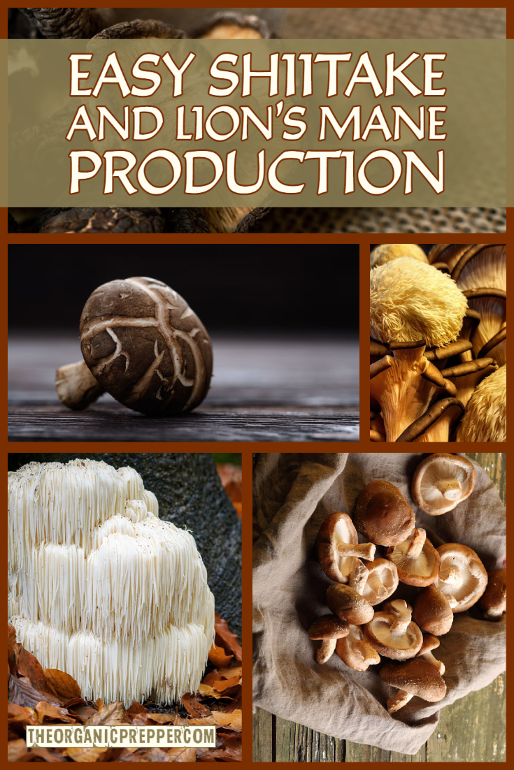 Easy Shiitake and Lion’s Mane Mushroom Production