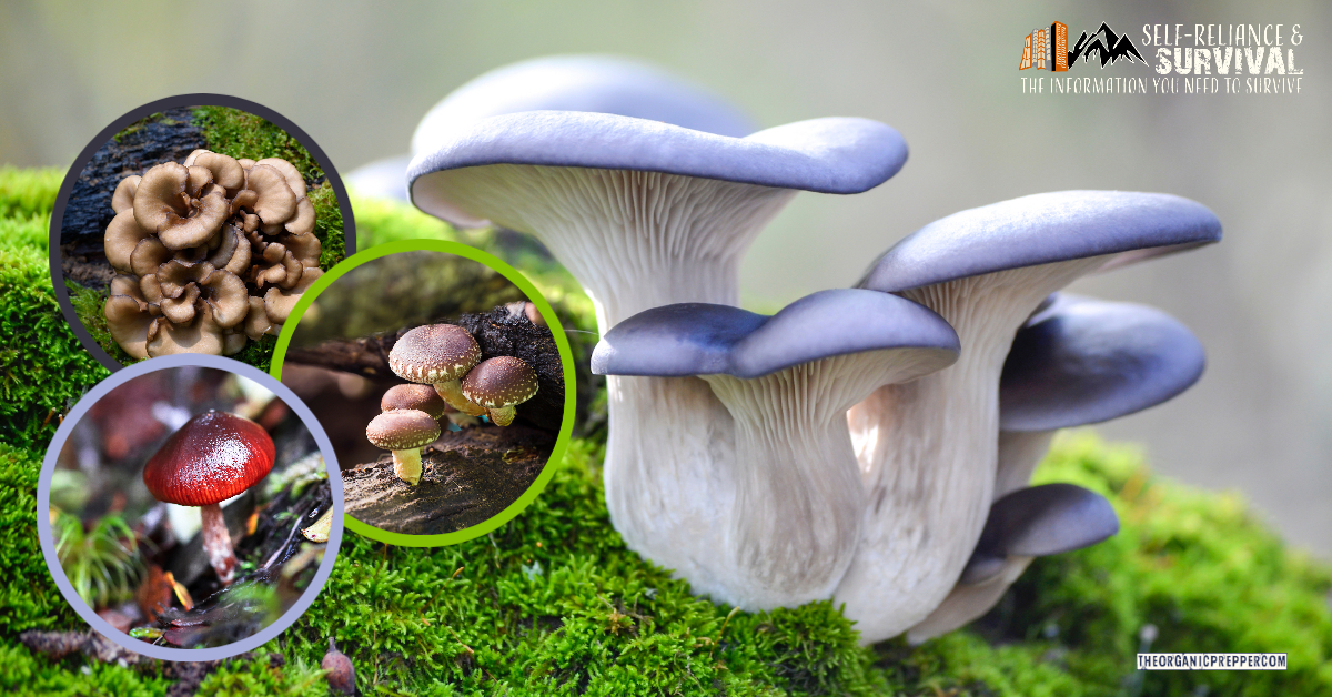 How to Grow Culinary and Medicinal Mushrooms