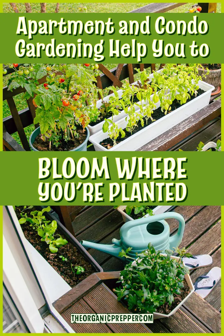 Apartment and Condo Gardening Help You to Bloom Where You're Planted
