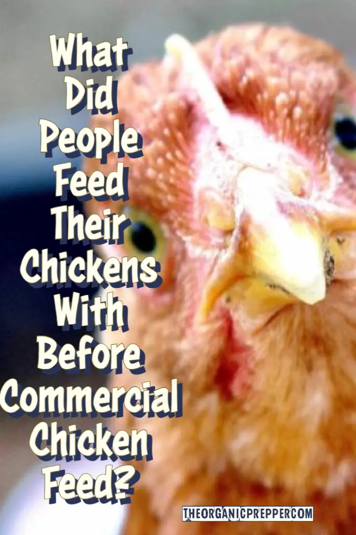 What Did People Feed Their Chickens Before Commercial Chicken Feed?