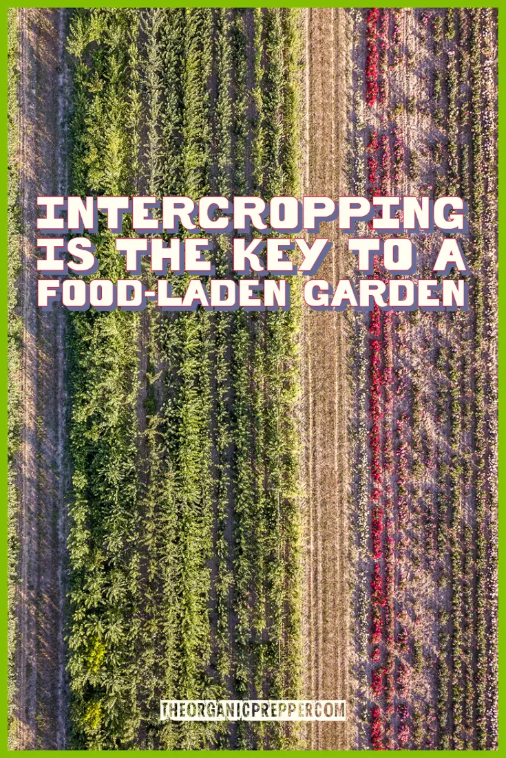 Intercropping Is the Key to a Food-Laden Garden