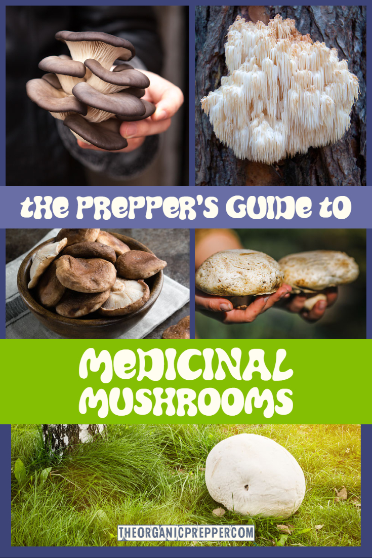 The Prepper's Guide to Medicinal Mushrooms