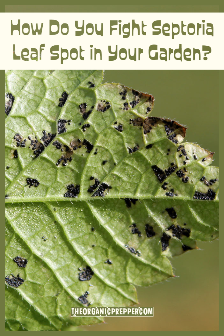 How Do You Fight Septoria Leaf Spot in Your Garden?