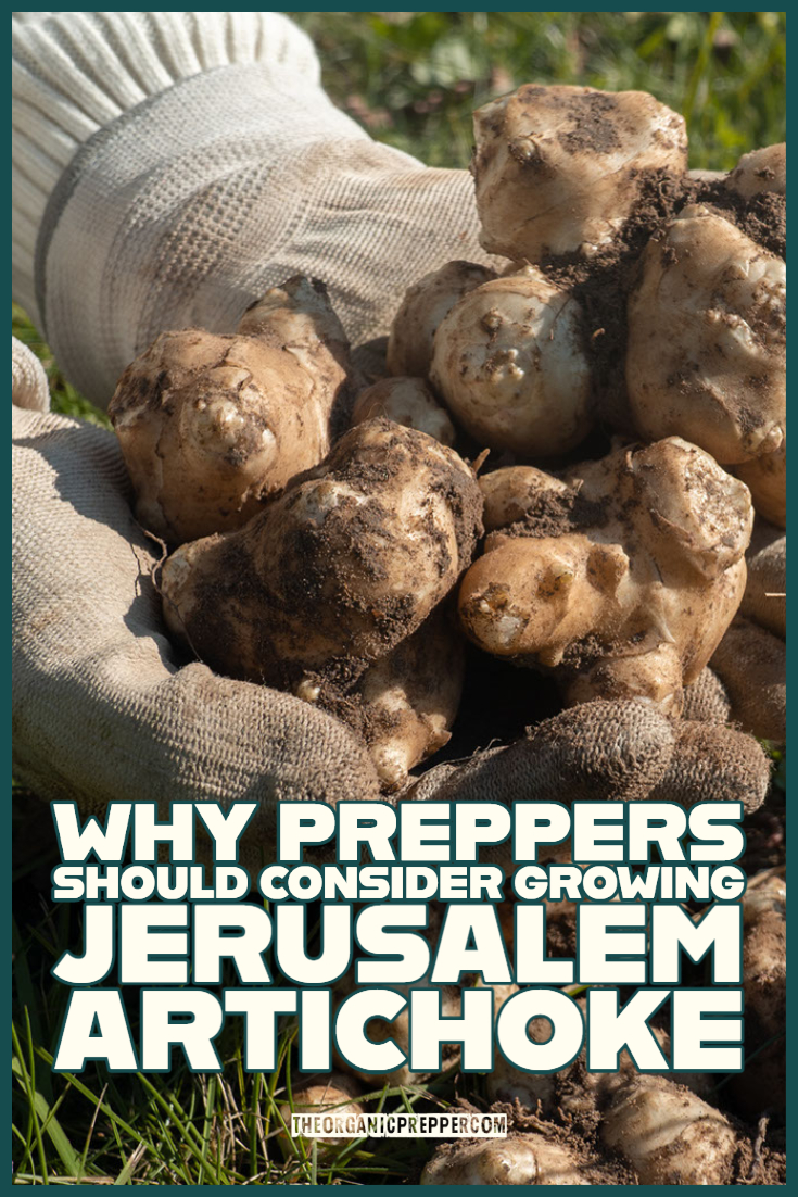 Why Preppers Should Consider Growing Jerusalem Artichoke
