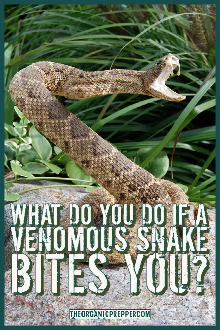 What Do You Do If A Venomous Snake Bites You?