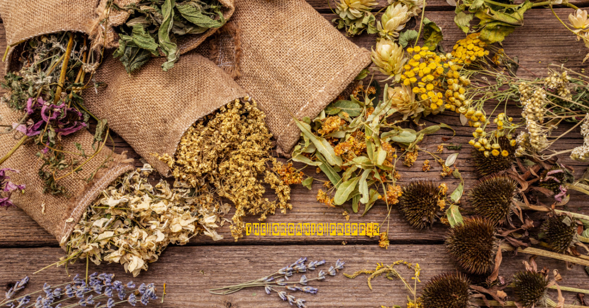 Is There Medicine Growing in Your Backyard? - The Organic Prepper